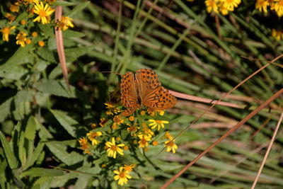 Close-up of butterfly pollinating on flower