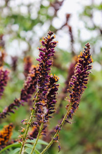 Close-up of purple flowering plant