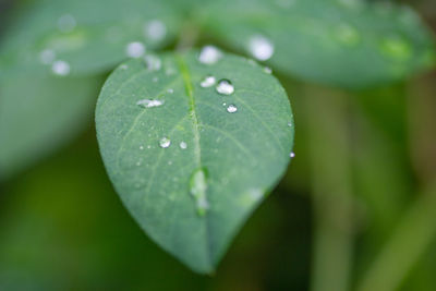 Close up macro rain drop  on leafe blur background