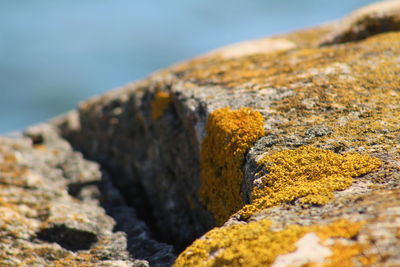 Close-up of lichen on rock