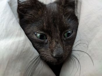 Close-up portrait of a cat