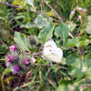 Close-up of white flowers blooming outdoors