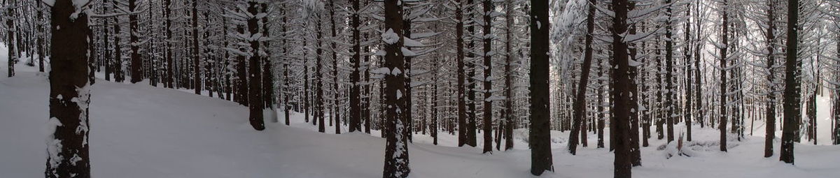 Close-up of frozen tree during winter