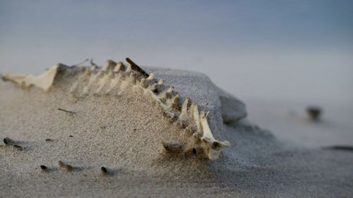 Close-up of crab on beach