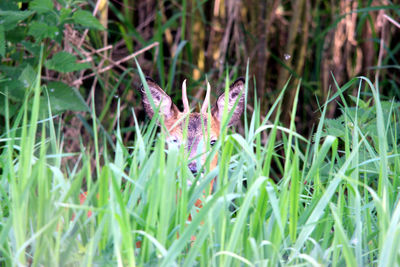 Close-up of honey bee on grass