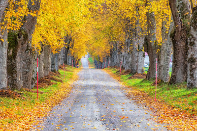 Road amidst trees in forest during autumn