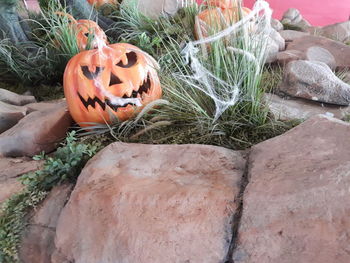 Close-up of pumpkin on rock