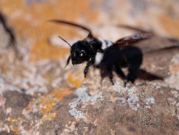 Close-up of insect on rock