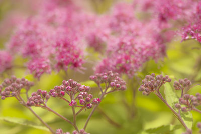 Close-up of pink cherry blossom