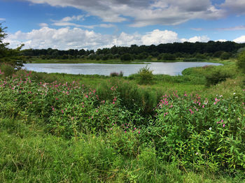 Scenic view of field by lake against sky