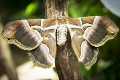 Close-up of butterfly on plant