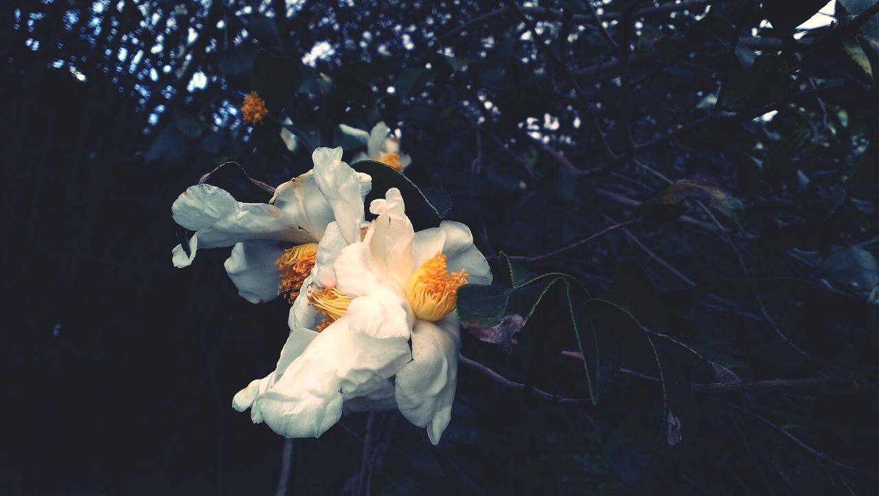 flower, petal, fragility, freshness, flower head, white color, close-up, beauty in nature, nature, blooming, growth, plant, focus on foreground, in bloom, single flower, season, no people, water, outdoors, white