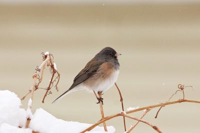 Close-up of bird perching on plant stem