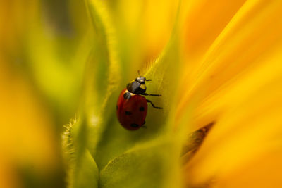 Close-up of ladybug on flower