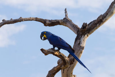 Low angle view of bird perching on tree against sky