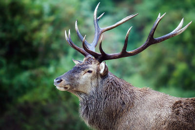 Close-up side view of horned animal