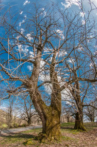 Bare tree on field against sky