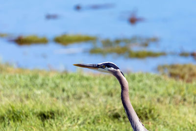 Close-up of heron on field