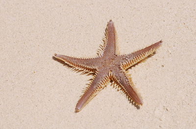 Close-up of starfish on sand