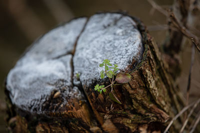 Close-up of insect on rock