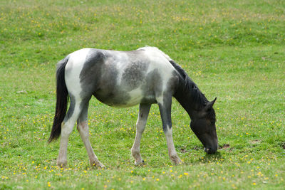 Horse grazing in field