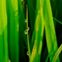 Close-up of green plant