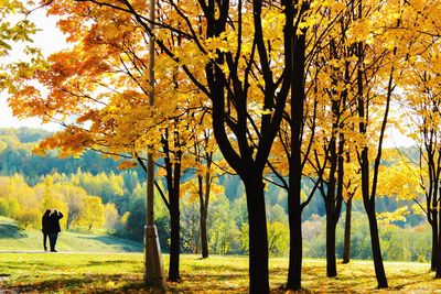 Trees in park during autumn