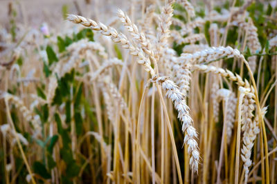Close-up of stalks in field