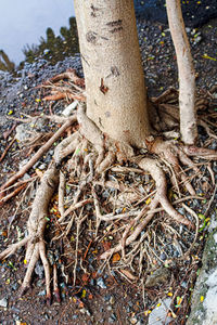 High angle view of tree roots on field