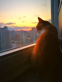 Cat looking through window at sunset