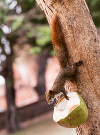 Close-up of squirrel holding coconut on tree trunk