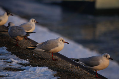 Close-up of seagull perching on frozen footpath