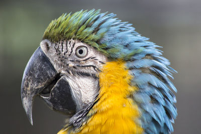 Close-up of parrot