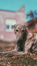 Close-up of dog sitting outdoors