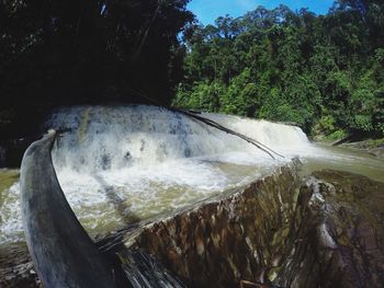 Fish in water against trees