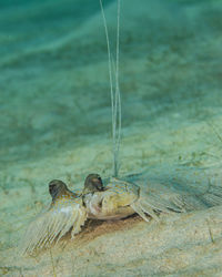 Close-up of bird