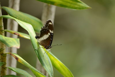 Close-up of butterfly on leaf