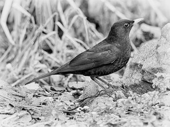 Close-up of bird perching on twig