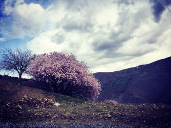 View of cherry tree on field against sky