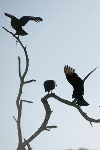 Low angle view of birds flying against sky