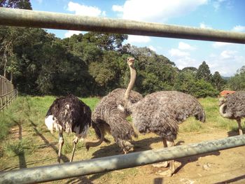 Sheep standing on fence by trees against sky