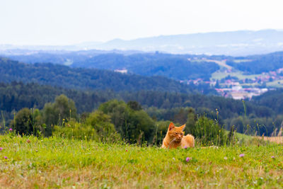 View of a horse on field against mountain range