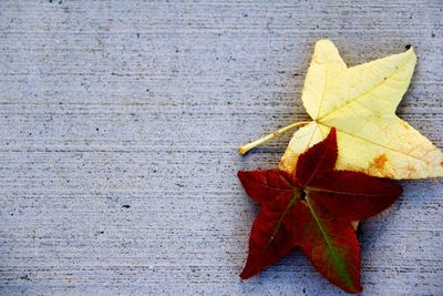 High angle view of maple leaf fallen on leaves