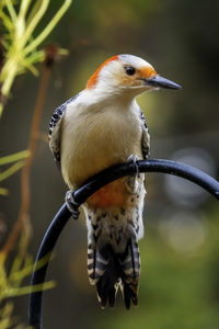 Red-shafted northern flicker comes calling