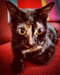 Close-up portrait of cat at home