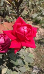 Close-up of pink flowers