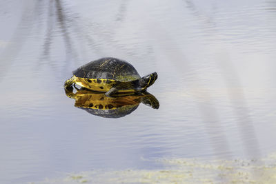 Close-up of a turtle swimming in lake