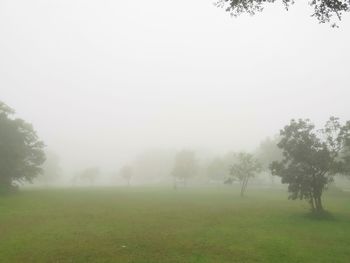 Trees on field against sky