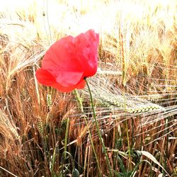 Close-up of red flower on field