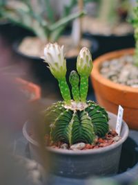 Close-up of succulent plant